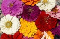 zinnia cal giant flower