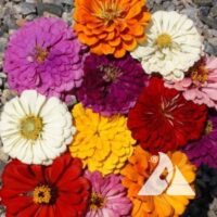 zinnia cal giant flower