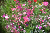 cosmos sensation mix flowers