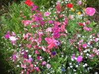 cosmos sensation mix flowers