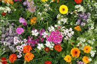 fragrant flower mixture
