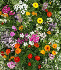 fragrant flower mixture
