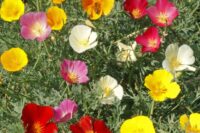 Poppy, CA Formula