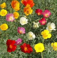 Poppy, CA Formula