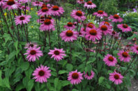 purple coneflowers