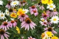 shade mixture flower
