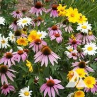 shade mixture flower