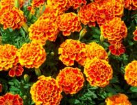 marigold sparky flower