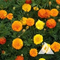 marigold french petite flower