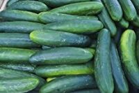 early spring cucumber