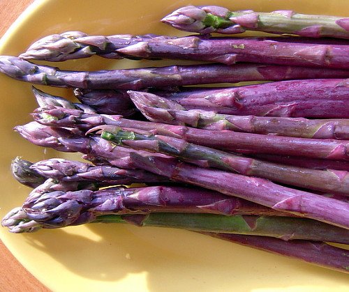 asparagus roots purple passion