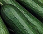cucumber tendergreen