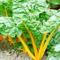 swiss chard orange fantasia