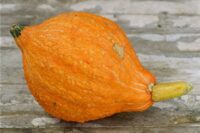 Squash Golden Hubbard