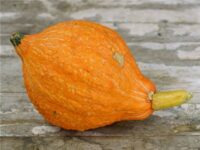 Squash Golden Hubbard