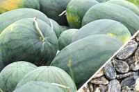 Watermelon Florida Giant seeds