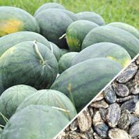 Watermelon Florida Giant seeds