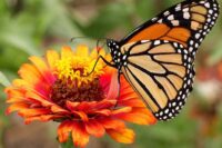 Flower, Monarch Butterfly Garden Mixture