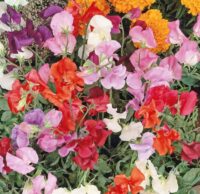 Flower, Sweet Pea, Knee High