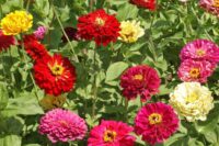 Flower, Zinnia, State Fair Mixture