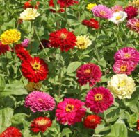 Flower, Zinnia, State Fair Mixture