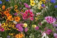 Flowers, Low-Growing Mixture