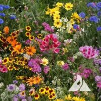 Flowers, Low-Growing Mixture