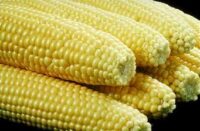 Aspire corn round up ready