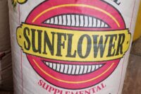 black oil sunflower seed