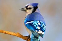 Bird Food