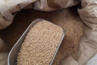 Millet, White