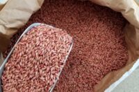 Barley, Orwell Spring