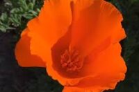 Poppy, Orange