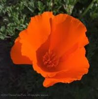 Poppy, Orange
