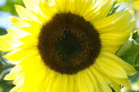 Sunflower, Lemon Queen
