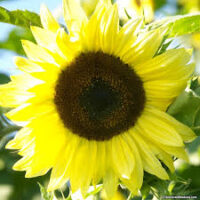 Sunflower, Lemon Queen