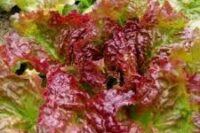 Lettuce, Prizehead, Heirloom