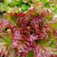 Lettuce, Prizehead, Heirloom