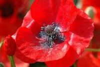 Poppy, Red Corn