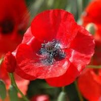 Poppy, Red Corn
