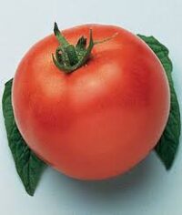Tomato, Marglobe, Heirloom