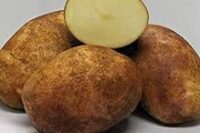 Gold Rush Potato