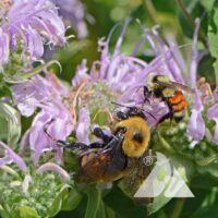 Bumblebee Buffet