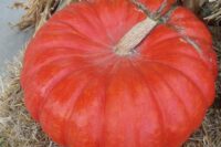 Pumpkins, Cinderella (110 days), Heirloom