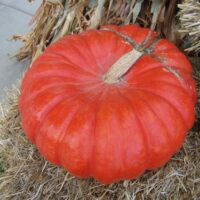 Pumpkins, Cinderella (110 days), Heirloom