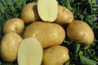 Potatoes, Keuka Gold (Mid Season), Certified