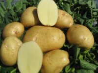 Potatoes, Keuka Gold (Mid Season), Certified