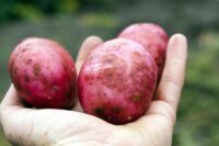 Potatoes, Red Maria (Late Season), Certified
