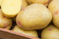 Potatoes, Yukon Gem (Mid Season), Certified