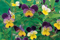 Johnny Jump-Up "Helen Mount", (Viola), Annual